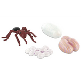 Ant Life Cycle - Set of 4 - Modern Teaching Aids NZ