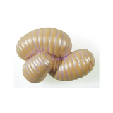 Ant Life Cycle - Set of 4 - Modern Teaching Aids NZ