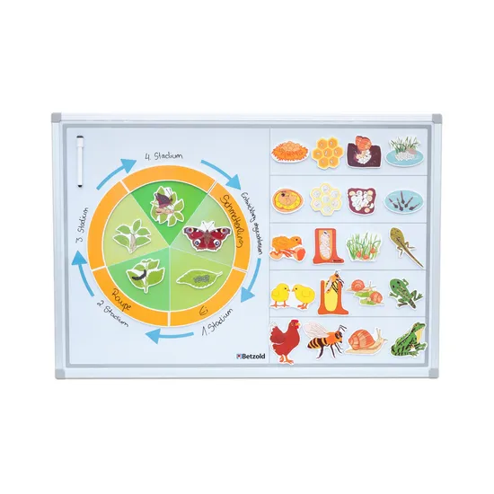 Magnetic Life Cycle - Animals & Insects, Set of 5 - Modern Teaching Aids NZ