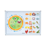 Magnetic Life Cycle - Animals & Insects, Set of 5 - Modern Teaching Aids NZ