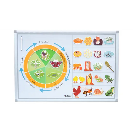 Magnetic Life Cycle - Animals & Insects, Set of 5 - Modern Teaching Aids NZ