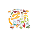 Magnetic Life Cycle - Animals & Insects, Set of 5 - Modern Teaching Aids NZ