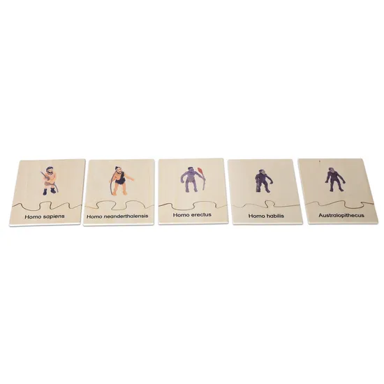 Evolution of Humans Life Cycle Set - Modern Teaching Aids NZ