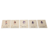 Evolution of Humans Life Cycle Set - Modern Teaching Aids NZ