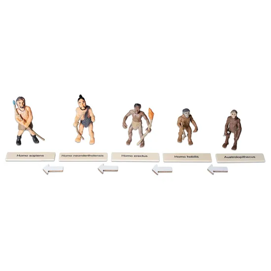 Evolution of Humans Life Cycle Set - Modern Teaching Aids NZ