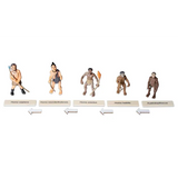 Evolution of Humans Life Cycle Set - Modern Teaching Aids NZ