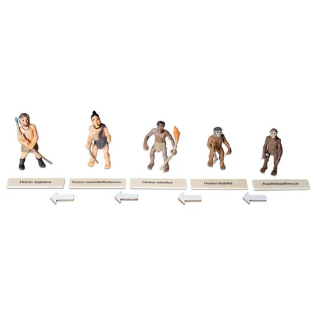 Evolution of Humans Life Cycle Set - Modern Teaching Aids NZ