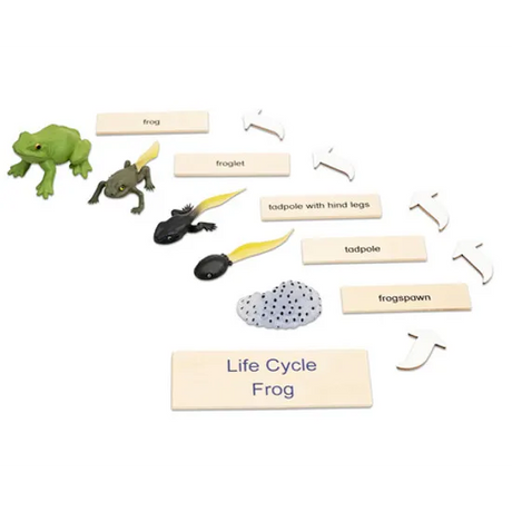 Frog Life Cycle Model & Puzzle Set - Modern Teaching Aids NZ