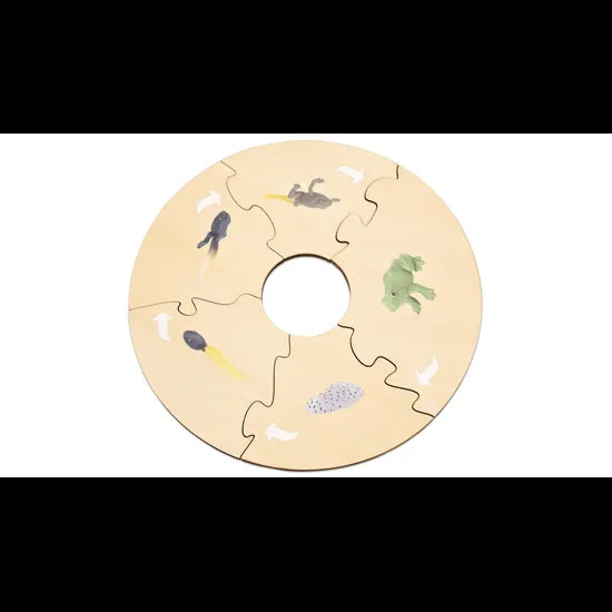 Frog Life Cycle Model & Puzzle Set - Modern Teaching Aids NZ