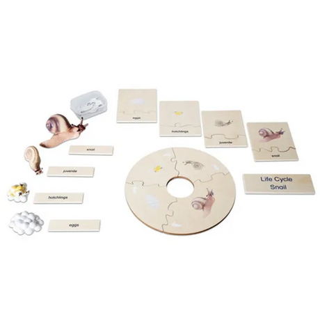Snail Life Cycle Model & Puzzle Set - Modern Teaching Aids NZ