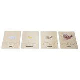 Snail Life Cycle Model & Puzzle Set - Modern Teaching Aids NZ