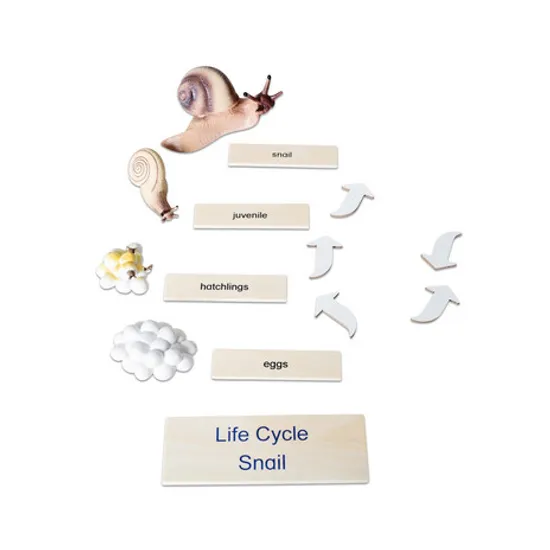 Snail Life Cycle Model & Puzzle Set - Modern Teaching Aids NZ