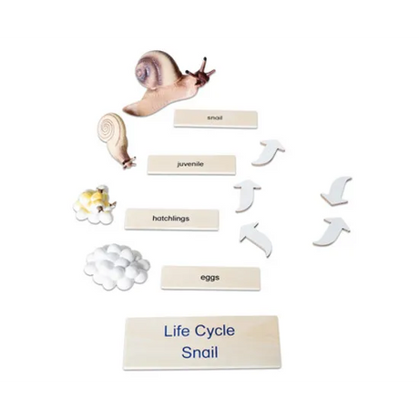 Snail Life Cycle Model & Puzzle Set - Modern Teaching Aids NZ