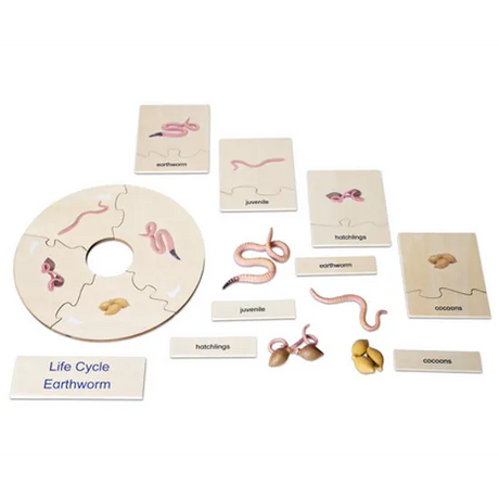 Earthworm Life Cycle Model & Puzzle Set - Modern Teaching Aids NZ