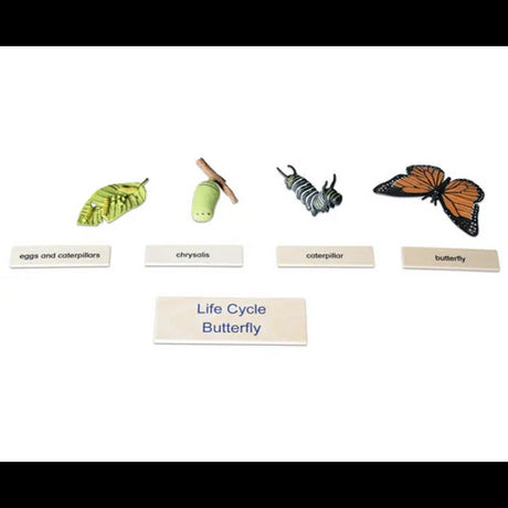 Butterfly Life Cycle Model & Puzzle Set - Modern Teaching Aids NZ