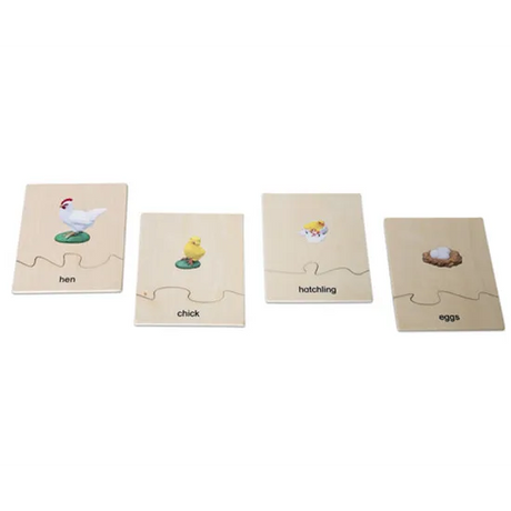 Chicken Life Cycle Model & Puzzle Set - Modern Teaching Aids NZ