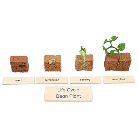 Plant Life Cycle Model & Puzzle Set - Modern Teaching Aids NZ