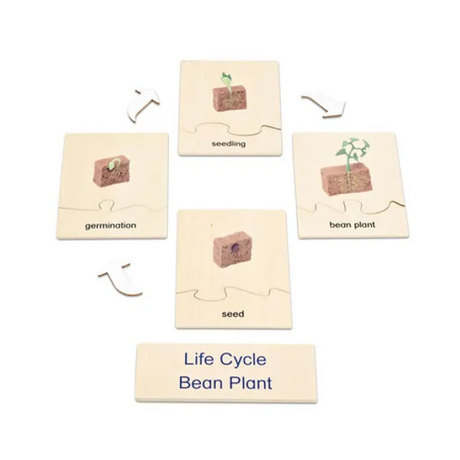 Plant Life Cycle Model & Puzzle Set - Modern Teaching Aids NZ