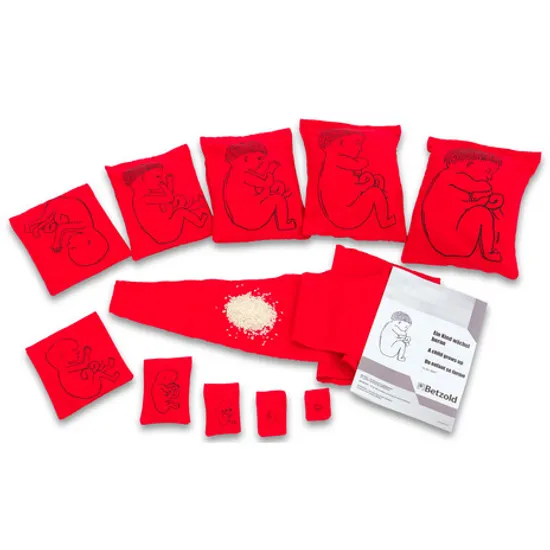 Stages of Pregnancy & Foetal Development - Interactive Set - Modern Teaching Aids NZ