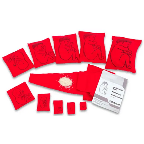 Stages of Pregnancy & Foetal Development - Interactive Set - Modern Teaching Aids NZ