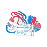 Magnetic Blood Circulation Model - Modern Teaching Aids NZ
