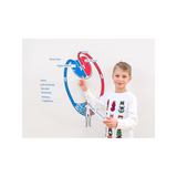 Magnetic Blood Circulation Model - Modern Teaching Aids NZ