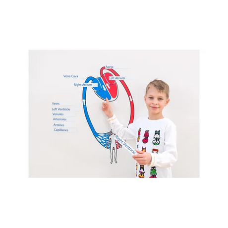 Magnetic Blood Circulation Model - Modern Teaching Aids NZ