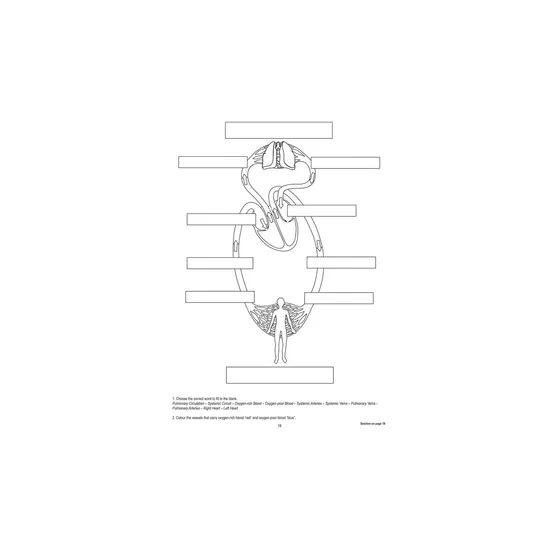 Magnetic Blood Circulation Model - Modern Teaching Aids NZ