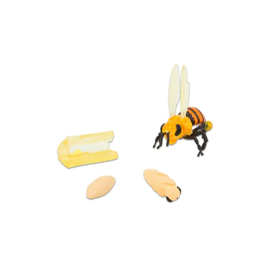 Honeybee Life Cycle - Set of 4 - Modern Teaching Aids NZ