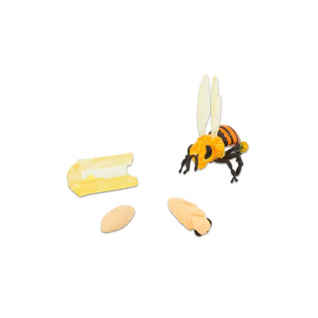 Honeybee Life Cycle - Set of 4 - Modern Teaching Aids NZ