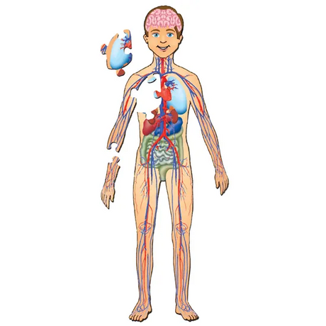 Human Body Floor Puzzle - 35 Pieces - Modern Teaching Aids NZ