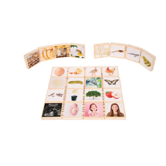 Wooden Lifecycle Tiles - Modern Teaching Aids NZ