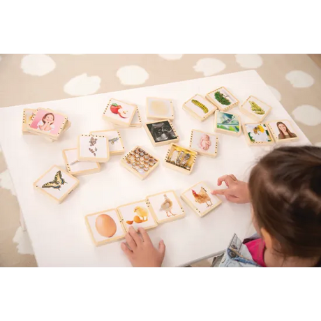 Wooden Lifecycle Tiles - Modern Teaching Aids NZ