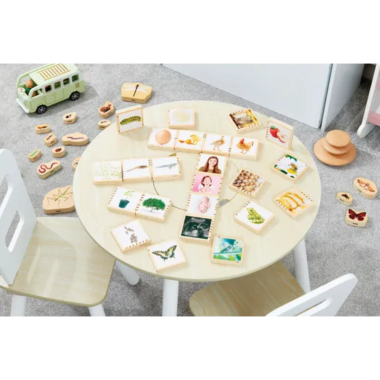 Wooden Lifecycle Tiles - Modern Teaching Aids NZ