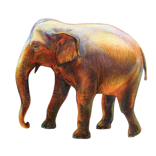 Lyra Giant Skintone Pencils - Pack of 12 - Modern Teaching Aids NZ