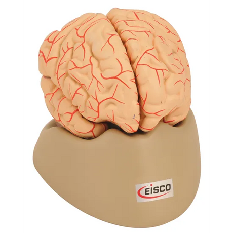 Human Brain Model with Arteries - 8 parts - Modern Teaching Aids NZ