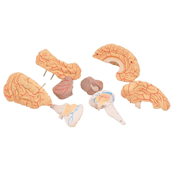 Human Brain Model with Arteries - 8 parts - Modern Teaching Aids NZ