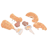 Human Brain Model with Arteries - 8 parts - Modern Teaching Aids NZ
