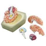 Human Brain Model with Arteries - 8 parts - Modern Teaching Aids NZ