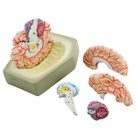 Human Brain Model with Arteries - 8 parts - Modern Teaching Aids NZ