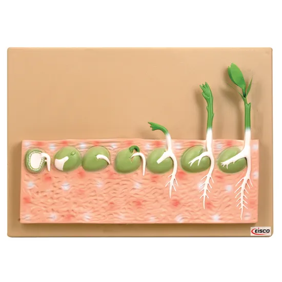 Seed Germination Model - Modern Teaching Aids NZ