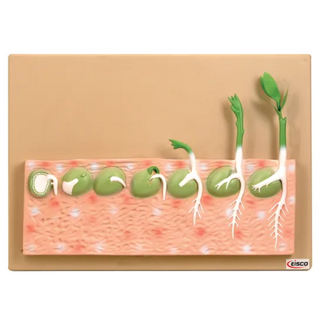 Seed Germination Model - Modern Teaching Aids NZ