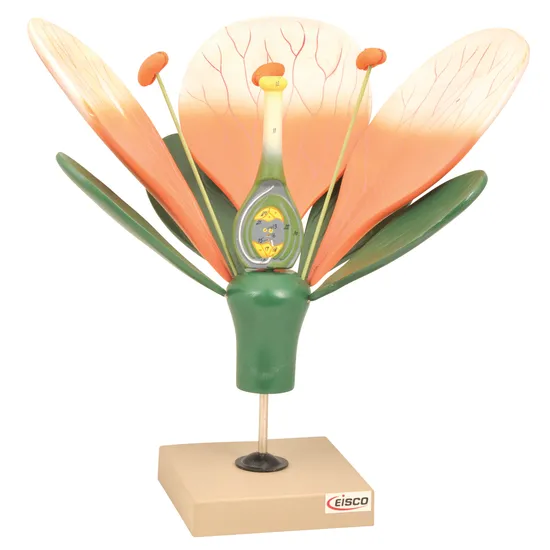 Typical Flower Model - Dissectable - Modern Teaching Aids NZ