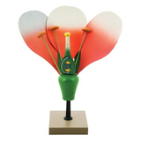 Typical Flower Model - Dissectable - Modern Teaching Aids NZ