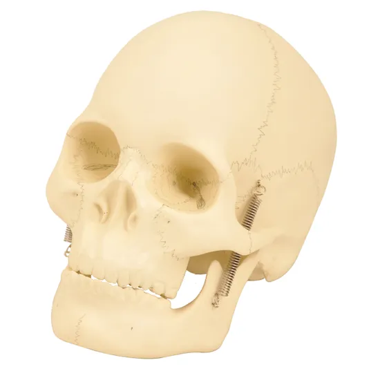 Skull - Modern Teaching Aids NZ