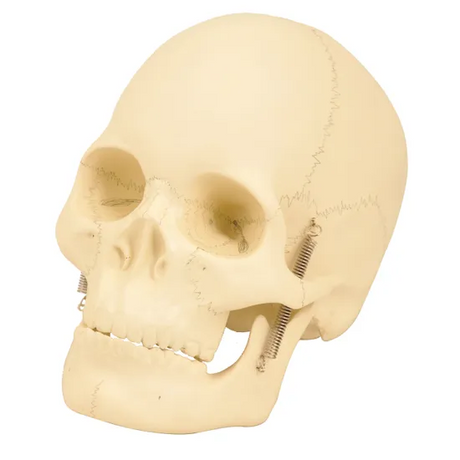 Skull - Modern Teaching Aids NZ