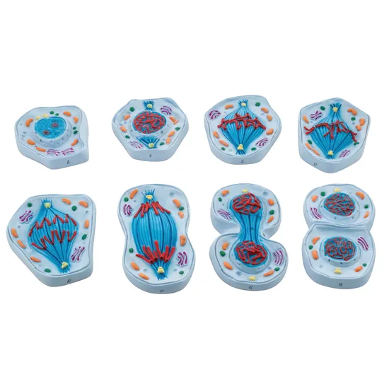 Mitosis Model  - Set of 8 - Modern Teaching Aids NZ