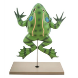 Frog Dissection Model  - Modern Teaching Aids NZ