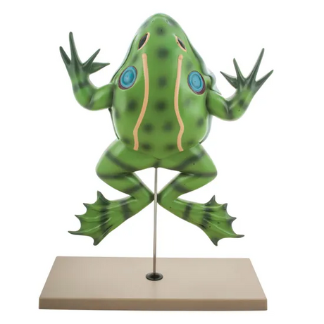 Frog Dissection Model  - Modern Teaching Aids NZ