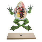 Frog Dissection Model  - Modern Teaching Aids NZ